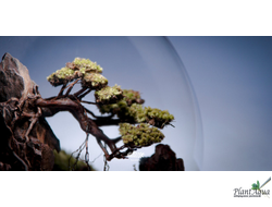 Биобутылка Biolark LED PD 210 (215мм х 240мм)