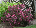 Вейгела Александра (Weigela florida Alexandra)