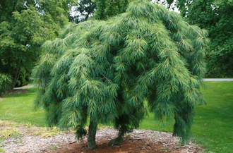 Сосна Веймутова Пендула (Pinus strobus Pendula), 1,5 л