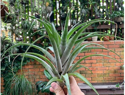 Тилландсия Flexuosa