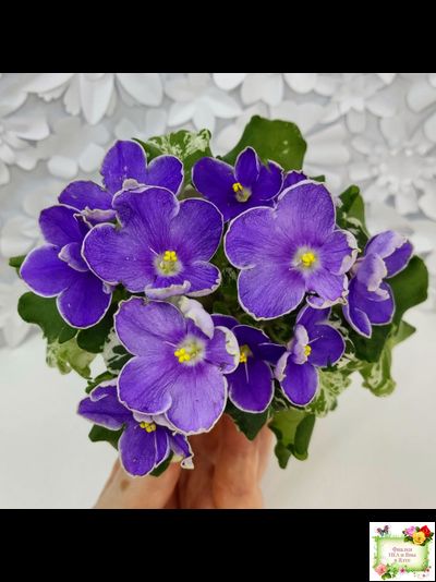 АВ-Контрольный Выстрел (Фиалковод) 2020 г. (пестролистный гёрл)