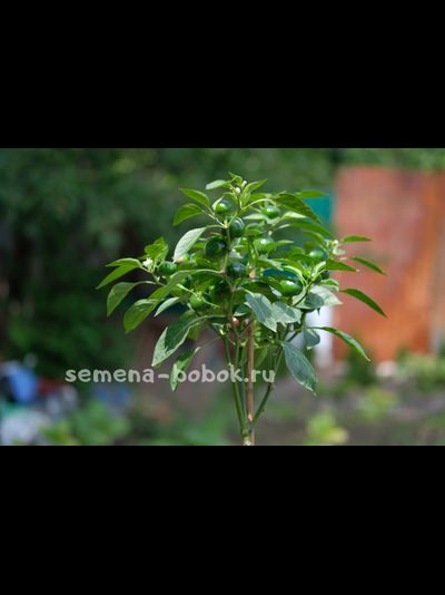 Перец полуострый Chocolate Cherry (10 шт)