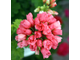 Marie-Louise - пеларгония тюльпановидная - описание сорта, фото - купить черенок в Перми и почтой