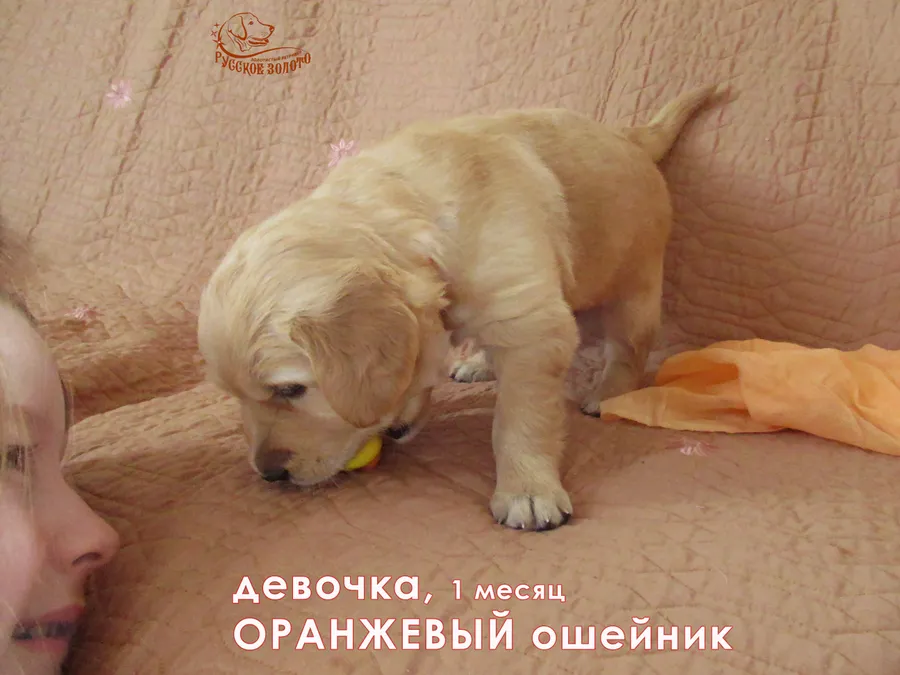 1 месяц. Девочка ОРАНЖЕВЫЙ ошейничек