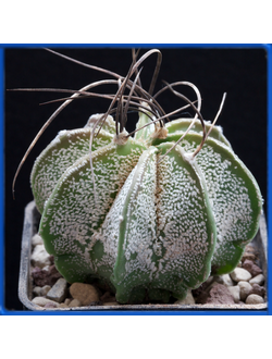 Astrophytum capricorne v.major PP 476