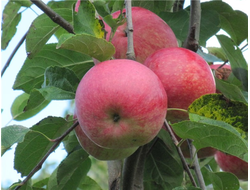 Слава победителям(Слава переможцам) (яблоня)