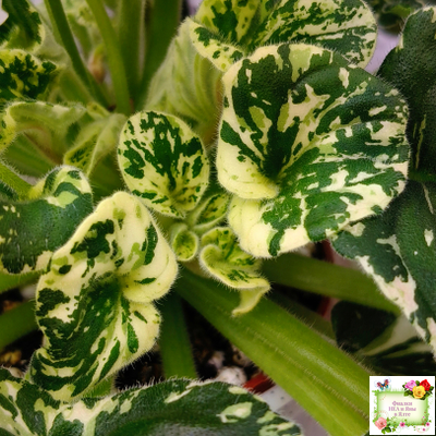 LV-Девятый Вал (Л. Шевелева) 2024 г. трейлер (пестролистный клакамас)