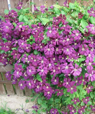 Клематис крупноцветковый Этуаль Виолет