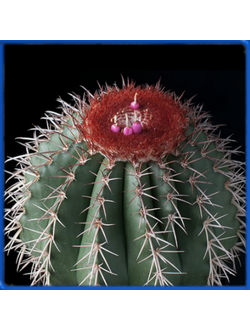 Melocactus