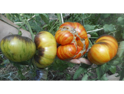 Томат Мечта Алисы (Alise's Dream), Польша