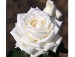 Конфиданс (Confidence) срезочная, Alain Meilland