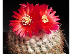 Parodia malyana  ssp.rubriflora n.n.VG-1484 - 10 семян