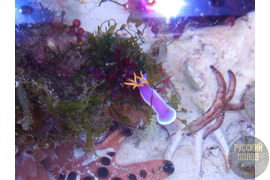 Голожаберный Моллюск, Chromodoris bullocki в морском аквариуме
