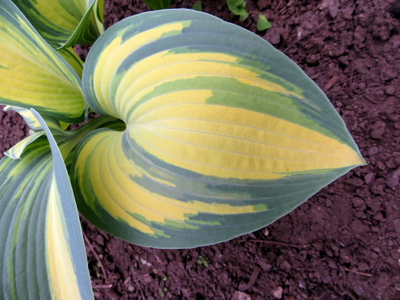 Хоста Catherine