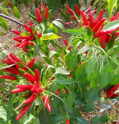 Перец острый Кайенский красный