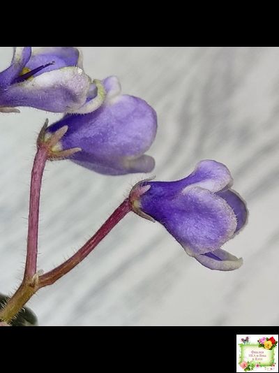 Н-Лесной Родник (Н. Бердникова) 2015 (детка-стартер)