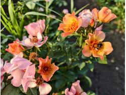 Фо Ю Айс Онли (For Your Eyes Only)