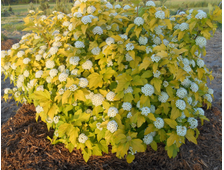 Пузыреплодник калинолистный Дартс Голд  4х летка выс.100-120см