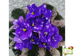 Rivermist Heavenly (J. Baker) (10985) NEW 05/21/2018