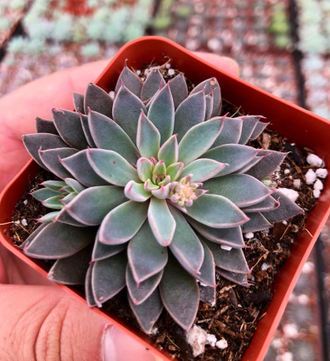 Graptopetalum Rusbyi