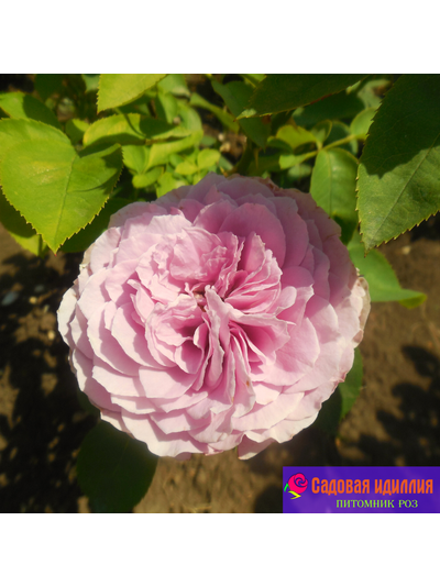 Лавендер айс (Lavender Ice)