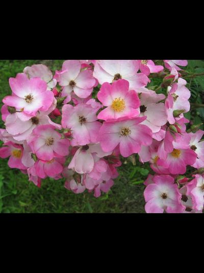 Балерина (Ballerina)