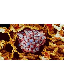 Капли DOBROPET-91: онкологические заболевания у собак и кошек, 30 мл