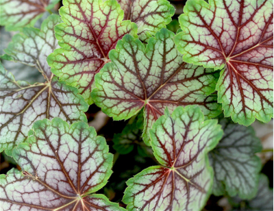 "Лист гейхеры" силиконовый молд (вайнер)