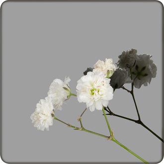 Декоративная нержавеющая сталь Mirror Black Артикул - DM025