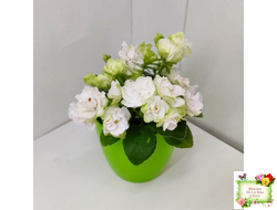 Irish Flirt mini (S.Sorano)