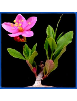Talinum cuneifolium