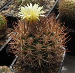 Pyrrhocactus bulbocalyx - 5 семян