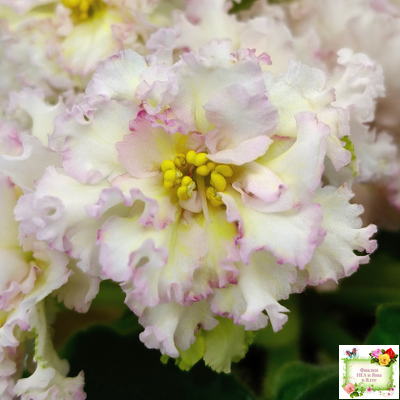 ЛЕ-Злато Скифов (Е. Лебецкая) 2015 г.