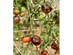 Томат Татьянин яхонт