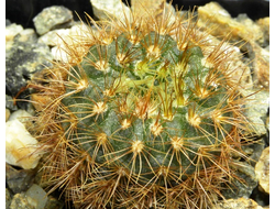 Frailea pumila v.hirta - 5 семян