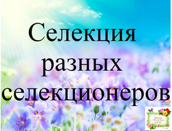 Селекция разных селекционеров, стандарты (листья срез)