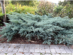 Можжевельник виргинский Грей Оул - Grey Owl