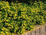 Голдфингер лапчатка/Potentilla fruticosa &#039;Goldfinger&#039;(15-30/3л)