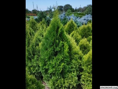 Туя Смарагд Витбонд - Smaragd Witbond