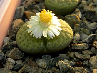 Lithops fulviceps 'Aurea' C363 - 10 семян