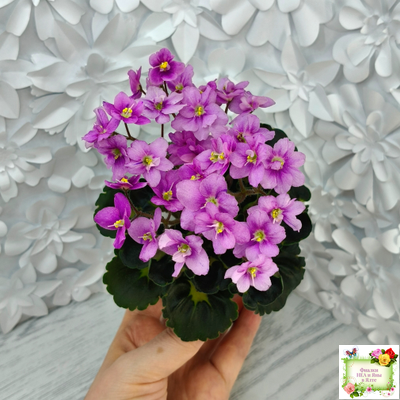 LV-Ланселот (Л. Шевелева) 2025 г. (клакамасный гёрл с кроновой пестролистностью)