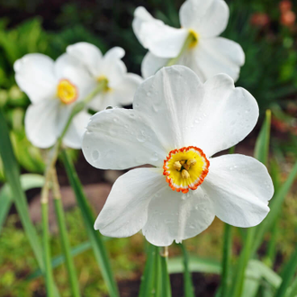 Нарцисс поэтический (Narcissus poeticus) абсолю