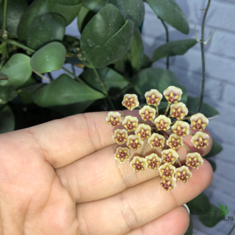 Hoya Incurvula ( Hoya Brevialata)