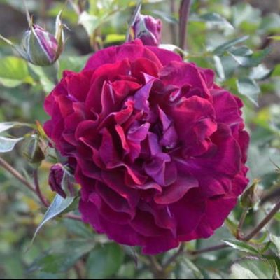 Сом 2016 (Somme 2016)