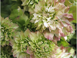 Клематис Sen-no-Kaze, C5