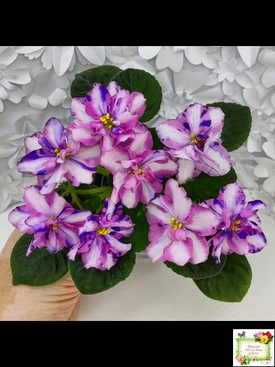 МК-Ветер Перемен Люкс химера (пасынок укоренённый из цветоноса)