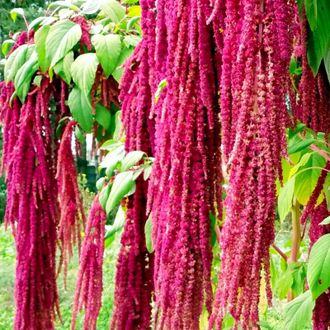 Амарант (Amaranthus caudatus) 30 мл - масло базовое нерафинированное