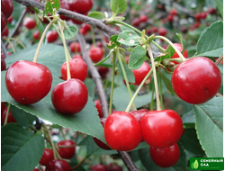 Вишня "Щедрая"