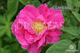 Rosa gallica officinalis