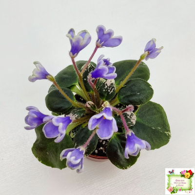 Н-Лесной Родник (Н. Бердникова) 2015 (детка-стартер)